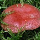 Russula griseascens