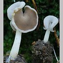 Helvella sublicia