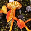 Hygrocybe calciphila