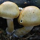 Cortinarius lebretonii