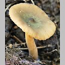 Lactarius cyathuliformis