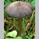 Entoloma porphyrophaeum (dzwonkówka porfirowobrązowa)