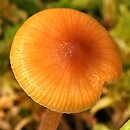 Galerina hybrida