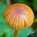 Galerina karstenii