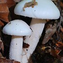 Hygrophorus eburneus (wodnicha biała)