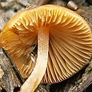 Conocybe antipus (stożkówka korzeniasta)