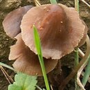 Conocybe moseri (stożkówka szarooliwkowa)