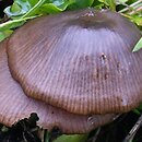 Entoloma occultipigmentatum