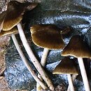 Entoloma chlorophyllum