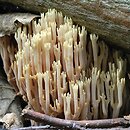 Ramaria apiculata (koralówka zielonowierzchołkowa)