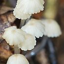 Roridomyces roridus (grzybówka śluzowatotrzonowa)