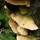 Oxyporus ravidus