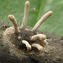 Cordyceps (maczużnik)