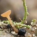 Sclerotinia trifoliorum (twardnica koniczynowa)