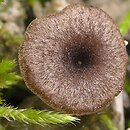 Entoloma phaeocyathum