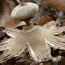 Geastrum striatum (gwiazdosz prążkowany)