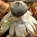 Geastrum coronatum (gwiazdosz koronowaty)