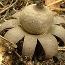 Geastrum corollinum (gwiazdosz brodawkowy)