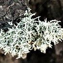 Usnea hirta (brodaczka kępkowa)