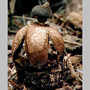 Geastrum fornicatum (gwiazdosz wzniesiony)