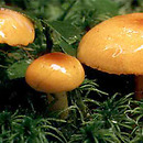 Hygrophorus speciosus (wodnicha ozdobna)