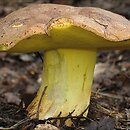 Butyriboletus subappendiculatus (masłoborowik górski)