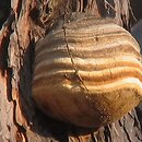 Fomitopsis officinalis (pniarek lekarski)