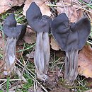 Helvella lacunosa (piestrzyca zatokowata)