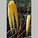 Clavaria argillacea (goździeniec gliniasty)