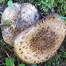 Cystoagaricus sylvestris (kruchopieczarka topolowa)