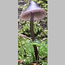 Mycena purpureofusca (grzybówka fioletowobrązowa)