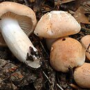 Hygrophorus nemoreus (wodnicha gajowa)