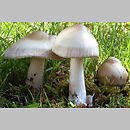 Amanita magnivolvata (muchomor wielkopochwowy)