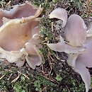 Sarcosphaera coronaria (koronica ozdobna)