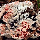 Hydnellum peckii (kolczakówka piekąca)