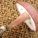 Calocybe carnea (gęśnica czerwonawa)