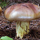 Cortinarius odorifer (zasłonak anyżkowy)