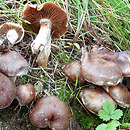 Cortinarius urbicus (zasłonak przydrożny)