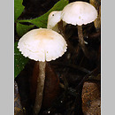 Cystolepiota (czubniczka)