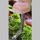 Entoloma dichroum (dzwonkówka dwubarwna)