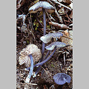 Entoloma mougeotii (dzwonkówka popielatofioletowa)