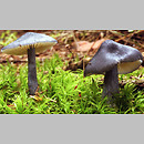 Entoloma (dzwonkówka)