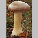 Entoloma sinuatum (dzwonkówka trująca)