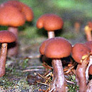 Gymnopilus bellulus (łysak piękny)