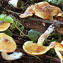 Gymnopilus sapineus (łysak drobnołuskowy)