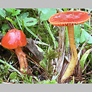 Hygrophorus perplexus (wilgotnica ceglasta)