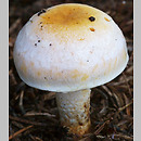 Hypholoma radicosum (maślanka korzeniasta)