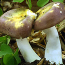 Russula carpini (gołąbek grabowy)