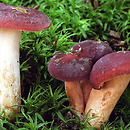 Lactarius badiosanguineus (mleczaj brązowy)