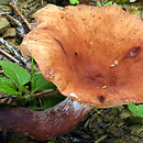 Lactarius serifluus (mleczaj wodnisty)